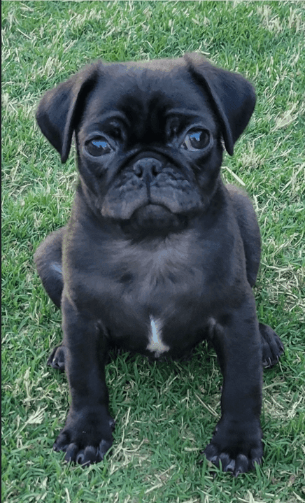 Close-up of a black pug puppy sitting on a grassy lawn, looking directly at the camera.