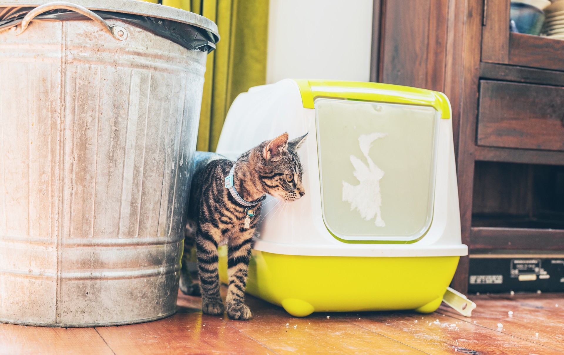 Striped grey tabby standing alongside a litter box