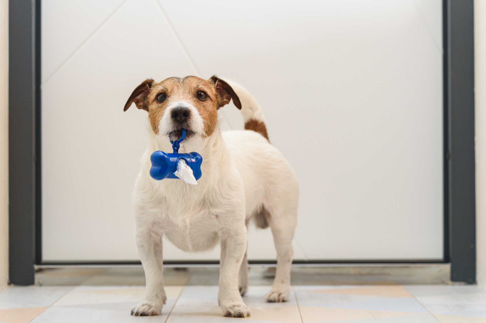 Dog in front of white door holding bag dispenser for dog poop to remind owner to take it to walk